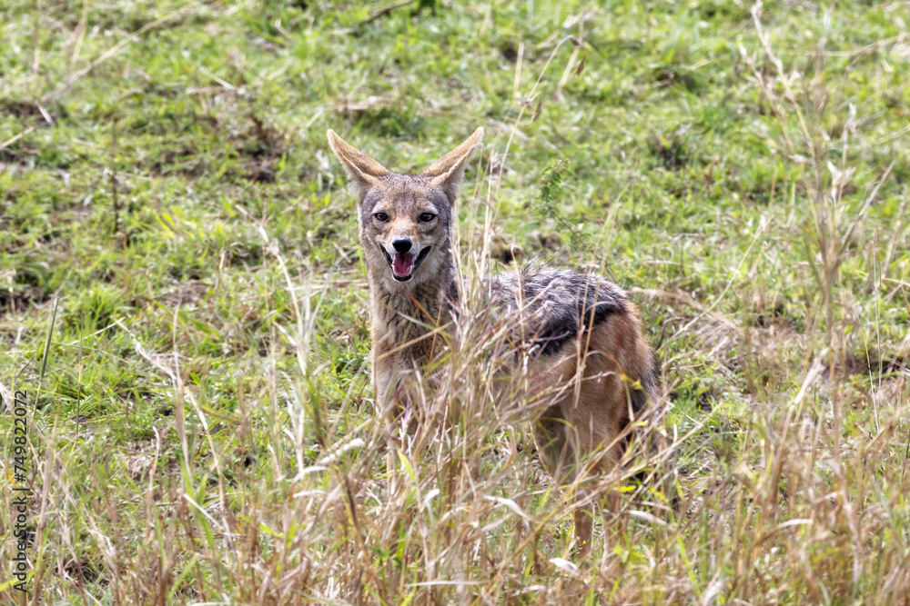 Black-backed jackal, canis mesomelas, side view. Walking through the bush in the Masai Mara, Kenya Black-backed jackal, canis mesomelas, side view. Walking through the bush in the Masai Mara, Kenya