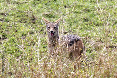 Black-backed jackal, canis mesomelas, side view. Walking through the bush in the Masai Mara, Kenya