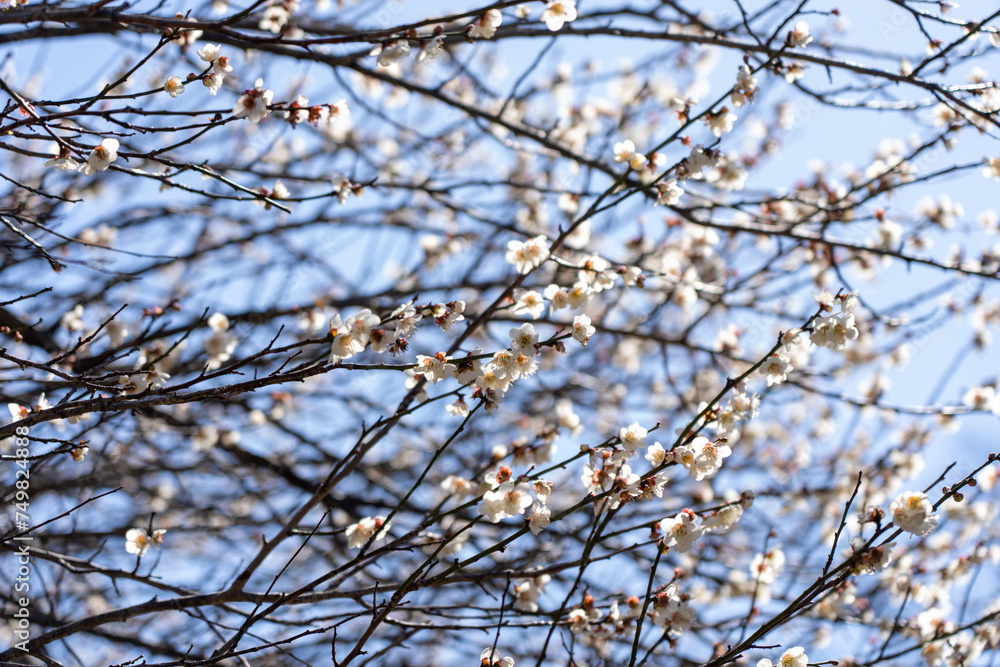 Plum blossoms blooming in the Hundred Herb Garden_100 Plum blossoms blooming in the Hundred Herb Garden_100