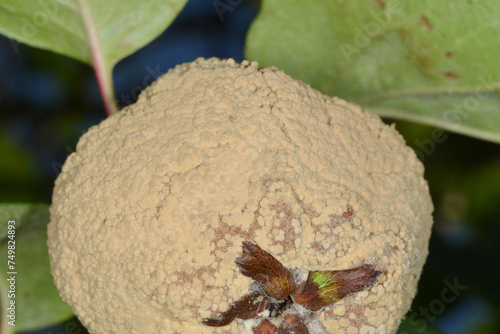 Moniliafäule,  Monilia fructigena an Quittenfrüchten photo