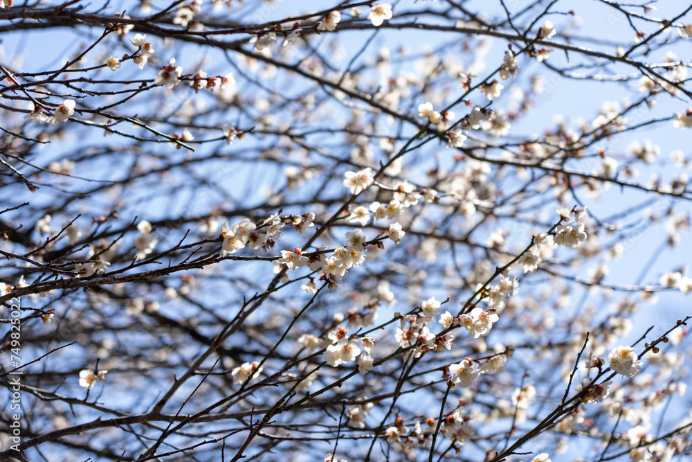 Plum blossoms blooming in the Hundred Herb Garden_97 Plum blossoms blooming in the Hundred Herb Garden_97