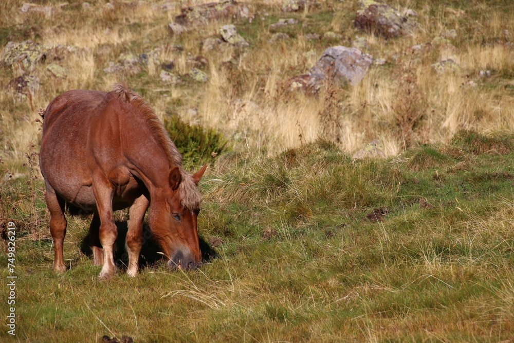 Fototapeta premium Red Horse in the mountains (Ordino, Andorra)
