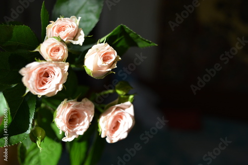 Elegant yellow pink small roses with green leaves, natural fresh chic rose pink cream color on black background.