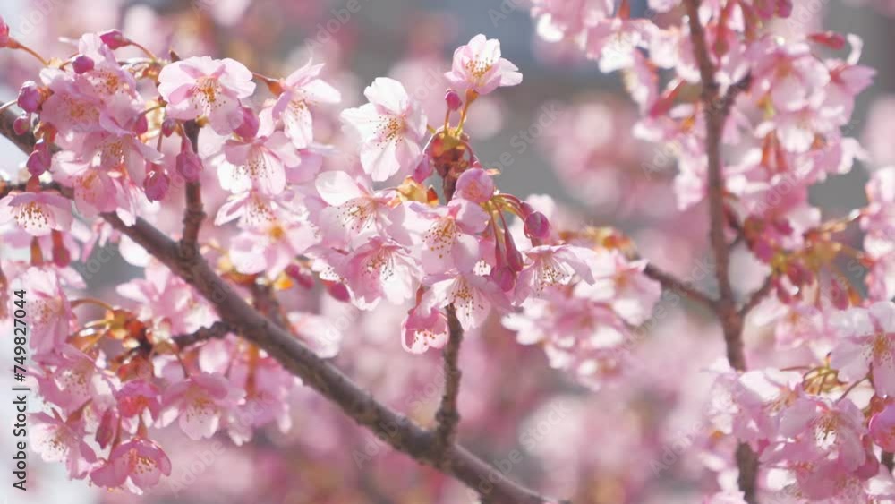 pink sakura blossoms in spring in Japan, close up of cherry blossom flowers pink sakura blossoms in spring in Japan, close up of cherry blossom flowers