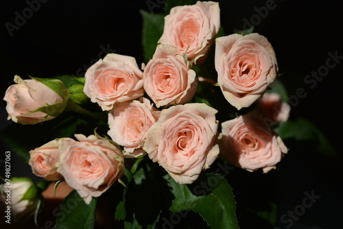 Elegant yellow pink small roses with green leaves, natural fresh chic rose pink cream color on black background.