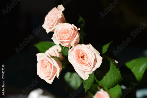 Elegant yellow pink small roses with green leaves  natural fresh chic rose pink cream color on black background.