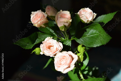 Elegant yellow pink small roses with green leaves, natural fresh chic rose pink cream color on black background. © Daria Katiukha