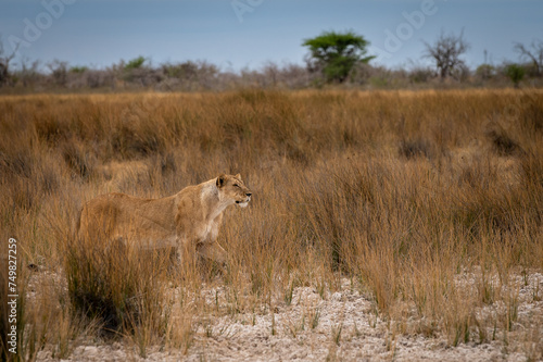 Lioness on the hunt © Shumba138