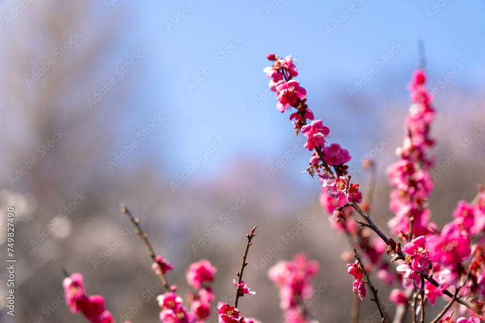 Pink Plum blossoms blooming in the Hundred Herb Garden_74 Pink Plum blossoms blooming in the Hundred Herb Garden_74