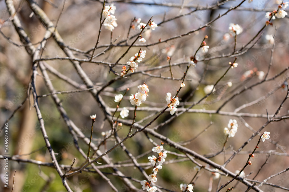 Plum blossoms blooming in the Hundred Herb Garden_65 Plum blossoms blooming in the Hundred Herb Garden_65