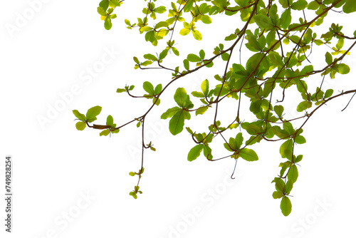 Branches or bright green leaves isolated on white background.Selection focus.