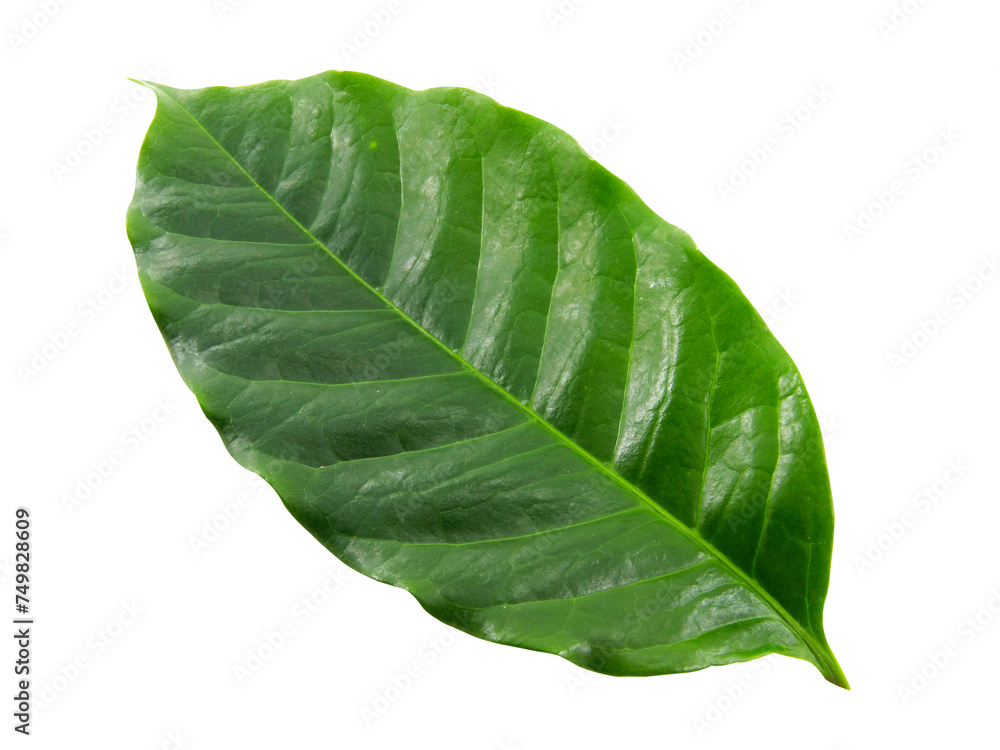 Obraz premium green leaf isolated on white background.