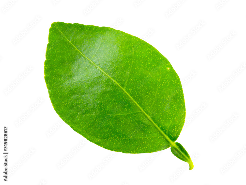 Obraz premium green leaf isolated on white background.