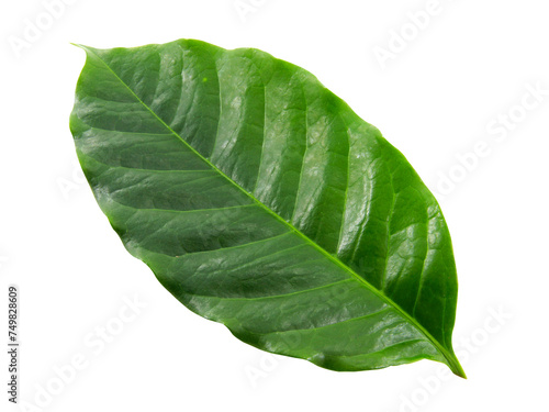 green leaf isolated on white background.