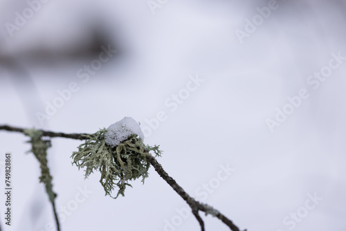 A lonely branch of an old tree covered with lichen against the background of a white snow-covered field photo