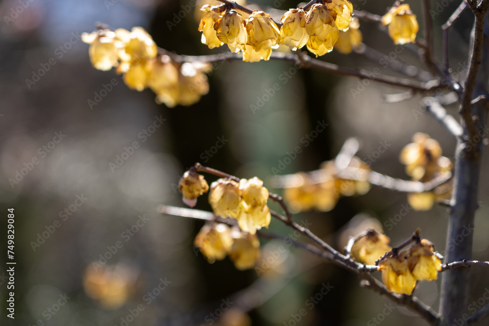 Yellow Plum blossoms blooming in the Hundred Herb Garden_57