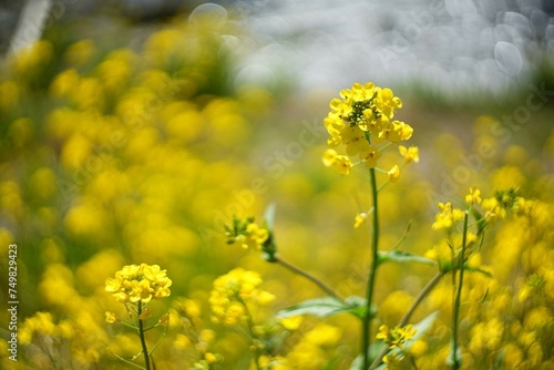 河原に咲く菜の花 © F.T.