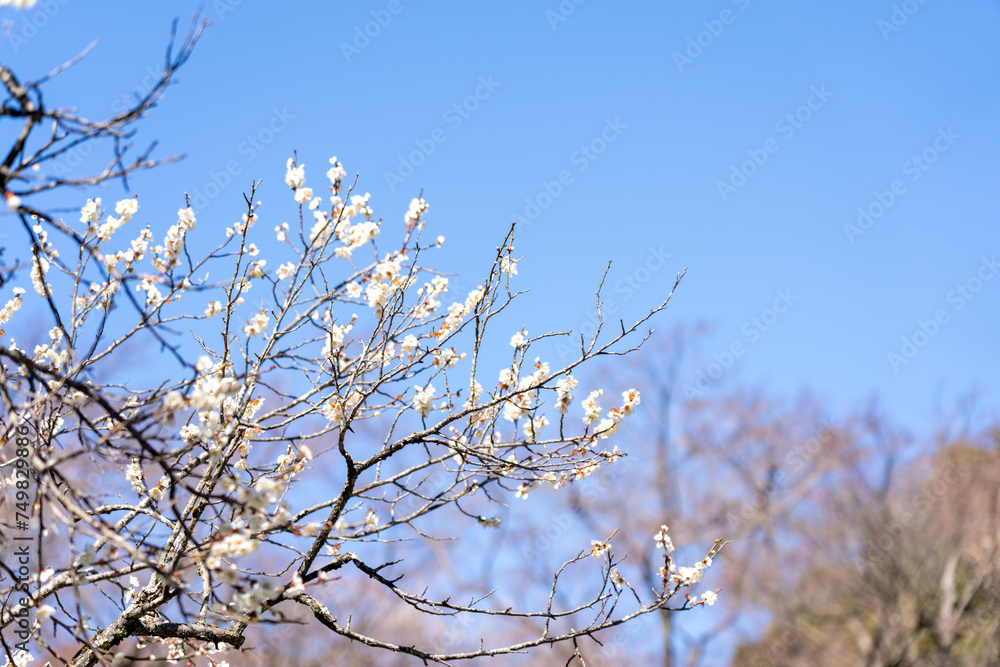 Plum blossoms blooming in the Hundred Herb Garden_41 Plum blossoms blooming in the Hundred Herb Garden_41