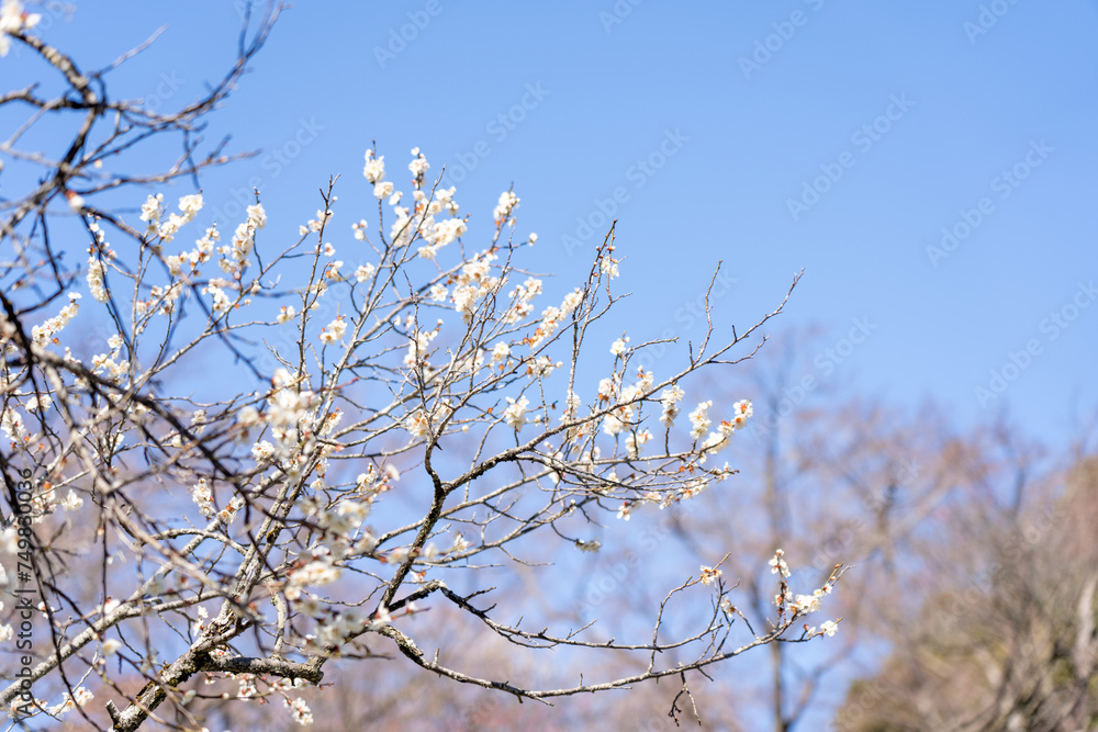 Plum blossoms blooming in the Hundred Herb Garden_39