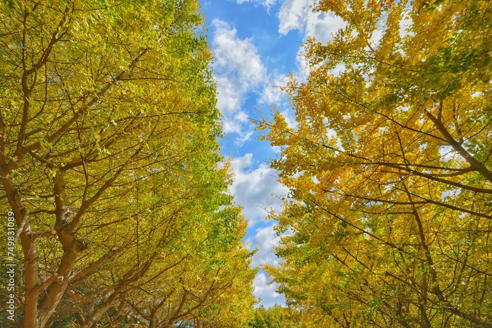 Fototapeta premium イチョウ並木