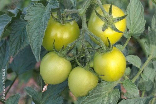 Grüne Tomaten am Strauch, Solanum lycopersicum, Solanaceae, pomodoro photo