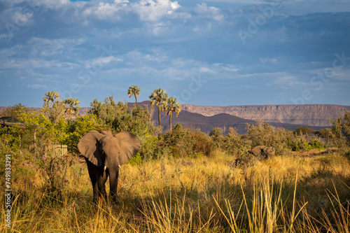 Desert adapted elephant in the Damaraland
