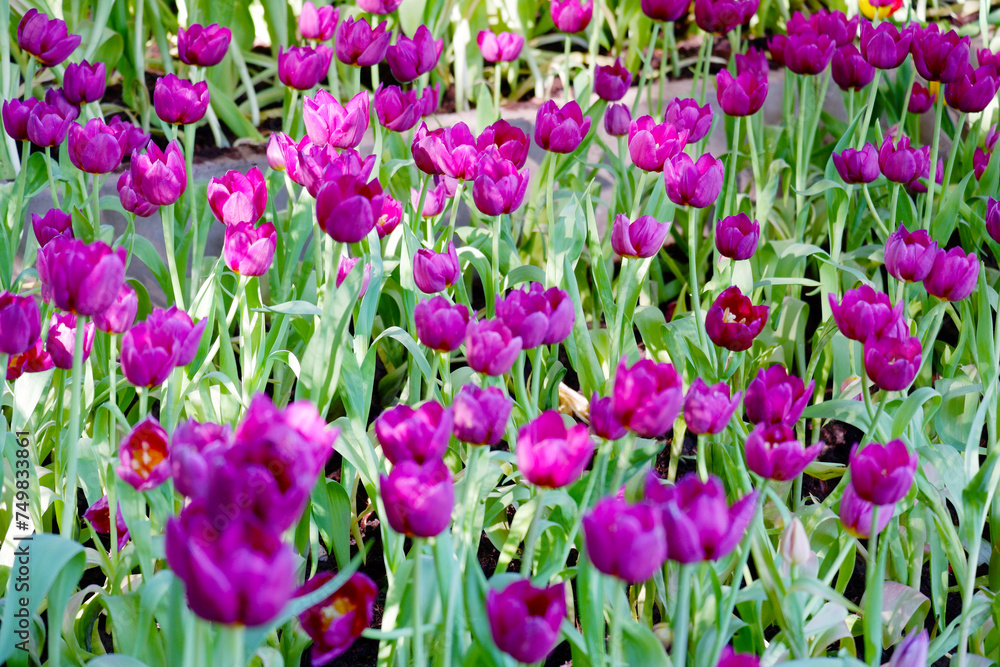 Tulip flower garden purple tulips.
