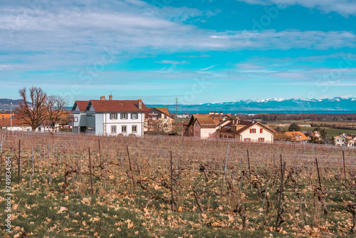Canvastavla Duillier ,  les vignes et le lac Léman