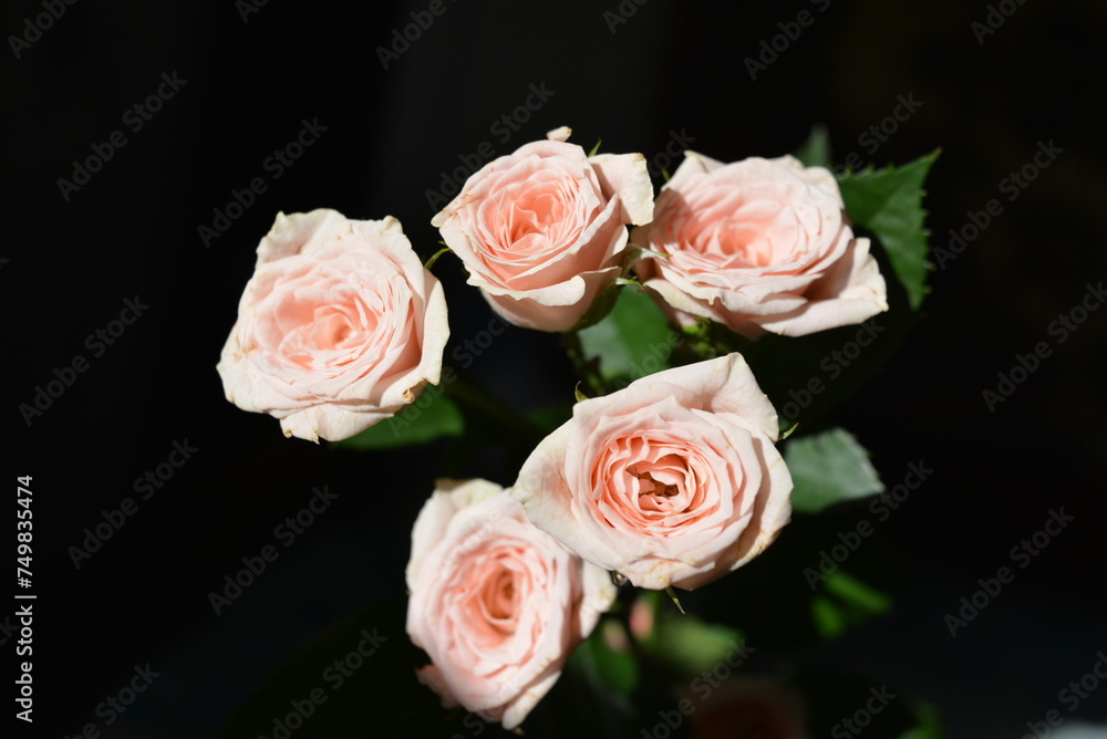 Elegant yellow pink small roses with green leaves, natural fresh chic rose pink cream color on black background. Elegant yellow pink small roses with green leaves, natural fresh chic rose pink cream color on black background.