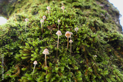 A colony of Mycena galopus (Milking Bonnet) growing through the moss on a tree trunk
 photo