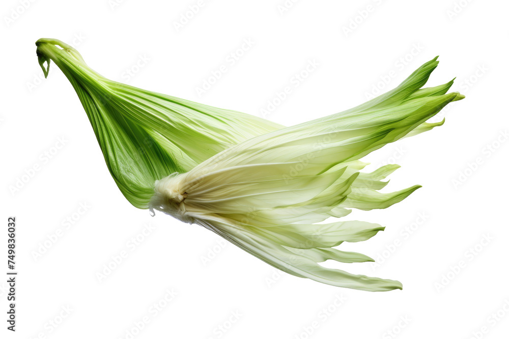 Close Up of a Flower. A close up view of a flower standing out against a plain white background. The intricate detail of the petals and center are prominently displayed showcasing the beauty of nature Close Up of a Flower. A close up view of a flower standing out against a plain white background. The intricate detail of the petals and center are prominently displayed showcasing the beauty of nature