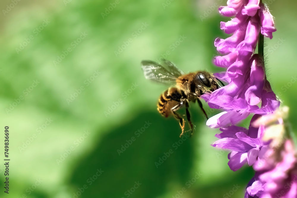 Biene Biene