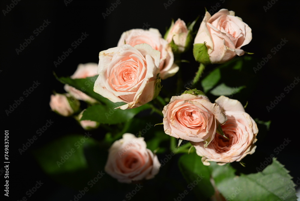 Elegant yellow pink small roses with green leaves, natural fresh chic rose pink cream color on black background. Elegant yellow pink small roses with green leaves, natural fresh chic rose pink cream color on black background.