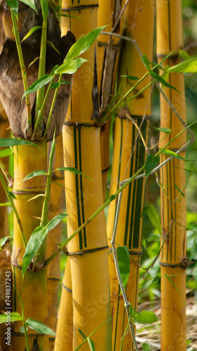 Vibrant yellow bamboo adds a striking contrast to its surroundings  infusing natural landscapes with warmth and exotic charm.