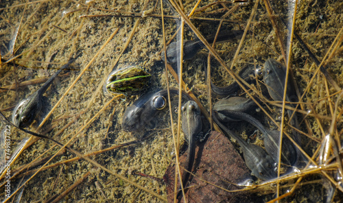 Afican bullfrog tadpole