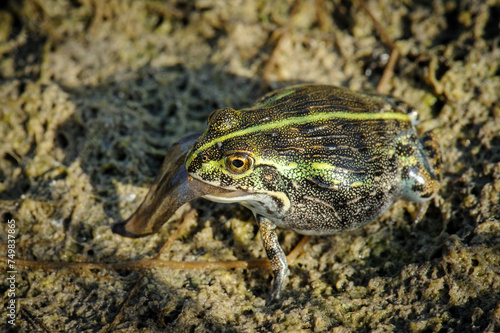 Afican bullfrog tadpole