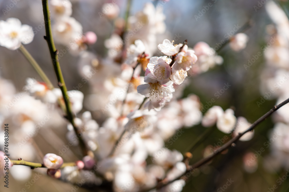 Plum blossoms blooming in the Hundred Herb Garden_17 Plum blossoms blooming in the Hundred Herb Garden_17