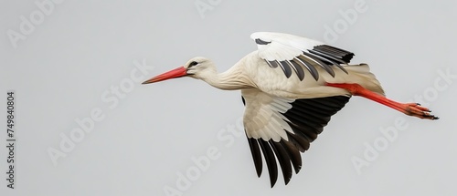 a large white and black bird flying in the sky with it's wings spread out and it's head turned to the side.