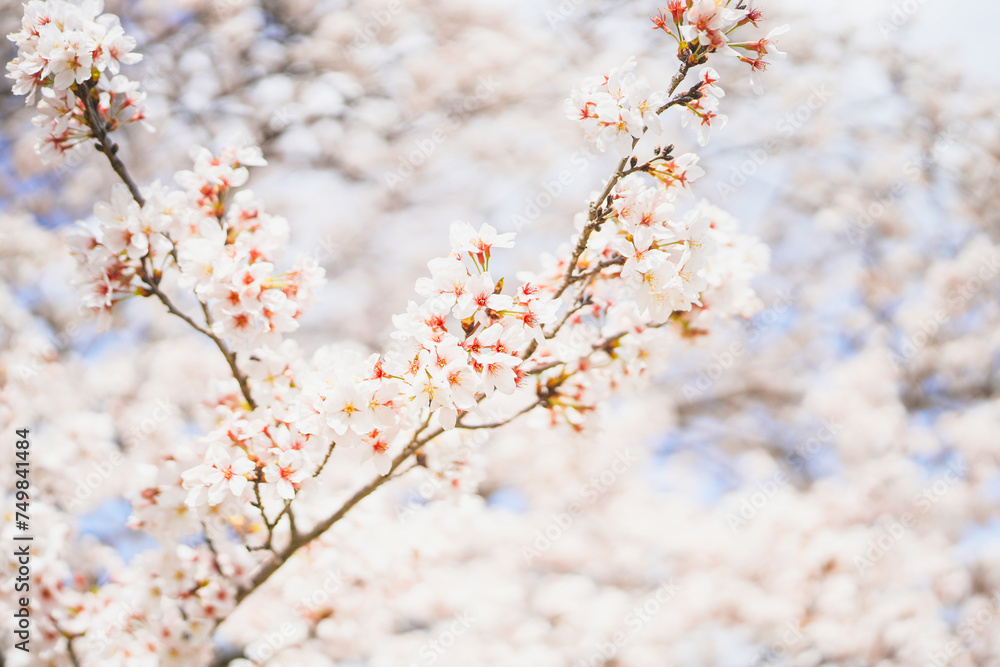 満開の桜