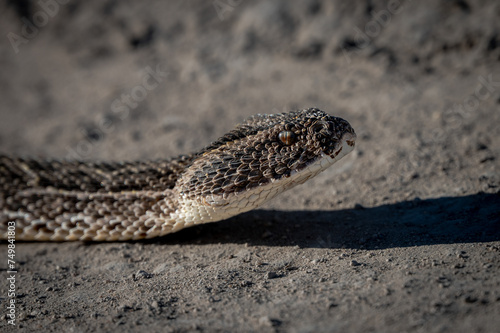 Puff adder close up
