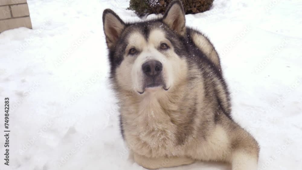 An Alaskan Malamute dog lying in the snow. A charming gray-white dog with brown eyes lying in the snow. An Alaskan Malamute dog lying in the snow. A charming gray-white dog with brown eyes lying in the snow.