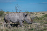 White rhinoceros in Etosha
