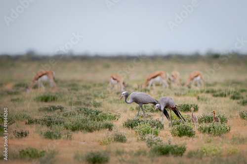 Blue cranes with chicks