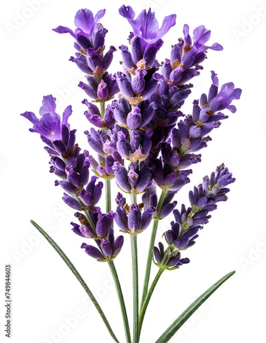 Realistic flower lavender