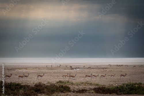 Springbok herd in Etosh photo