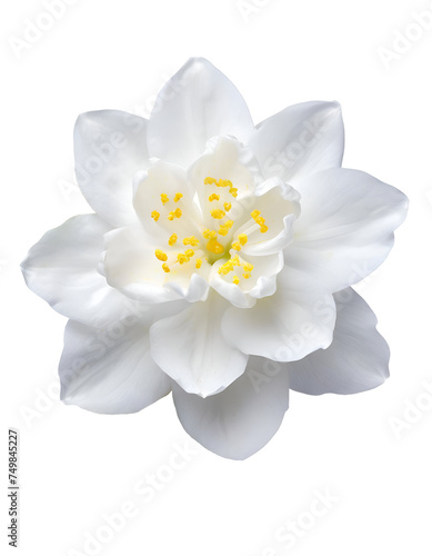 Illustration of beautiful flower jasmine 