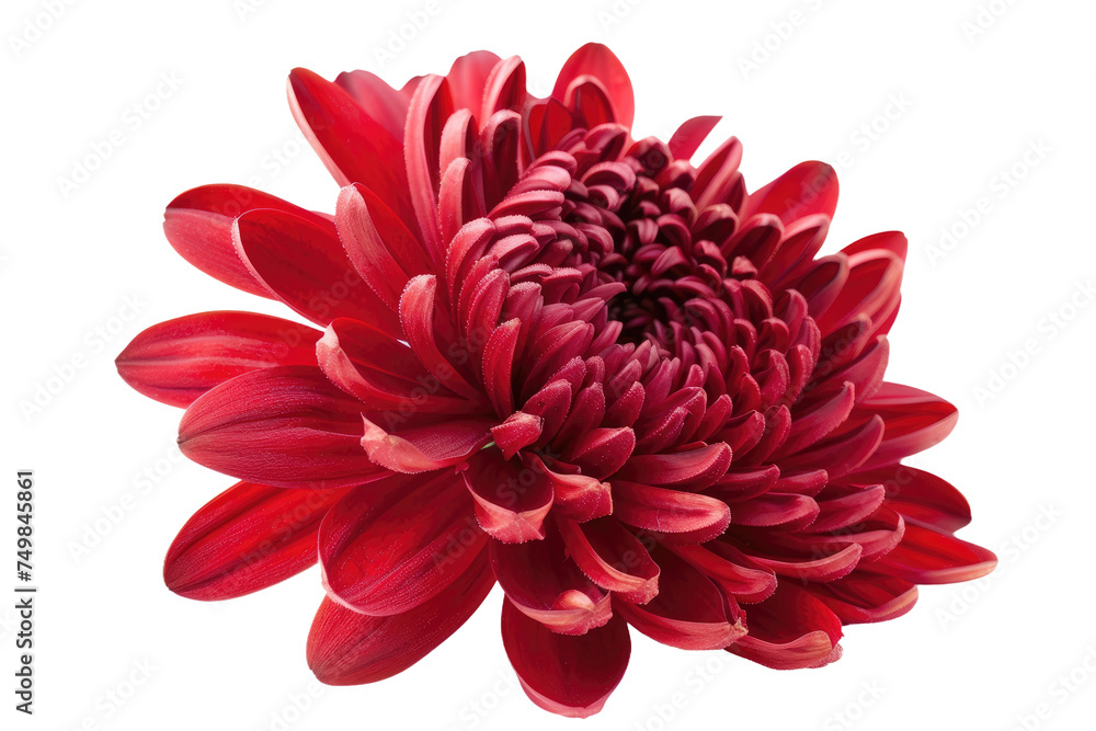 Close Up of Red Flower. A detailed view of a vibrant red flower set against a clean white backdrop. The petals are in sharp focus showcasing intricate details and texture. Close Up of Red Flower. A detailed view of a vibrant red flower set against a clean white backdrop. The petals are in sharp focus showcasing intricate details and texture.