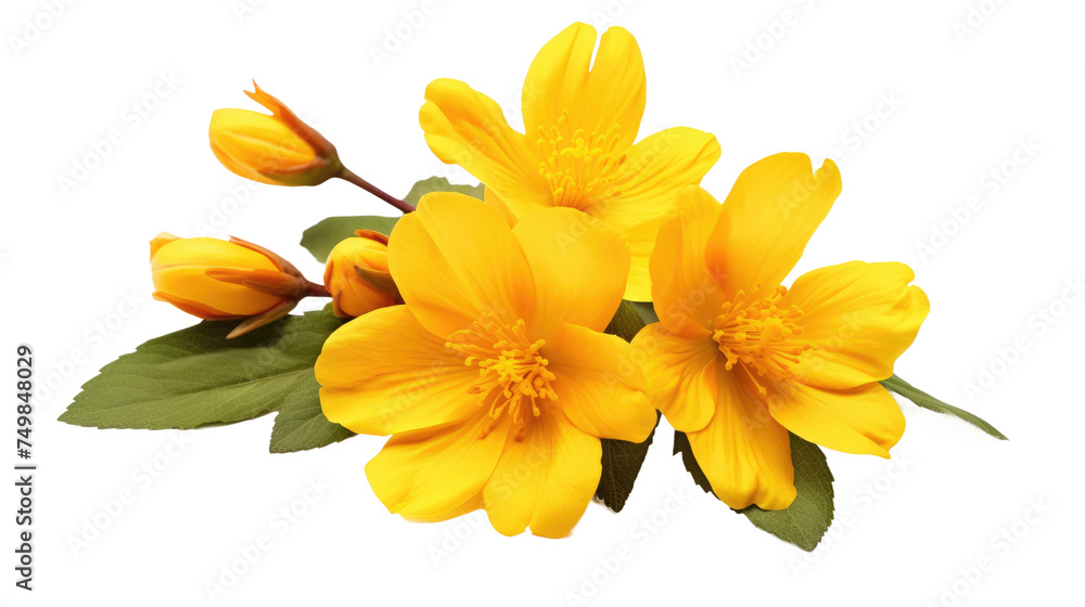 Fototapeta premium Yellow cosmos flower cluster, botanical bloom illustration, spring floral design element for greeting cards and nature branding isolated on Transparent Background