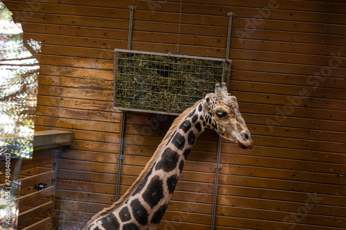 Canvas Print giraffe in zoo