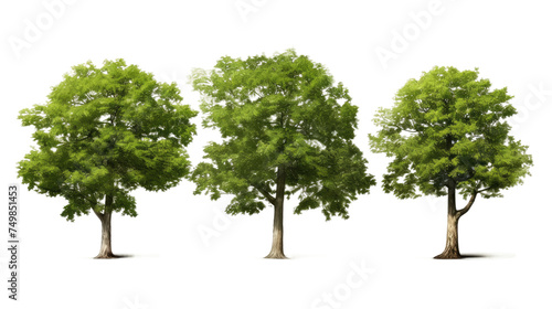 Group of Four Trees With Green Leave. A group of four tall trees with lush green leave standing together in a natural outdoor setting. The leave sway gently in the breeze adding movement to the scene.